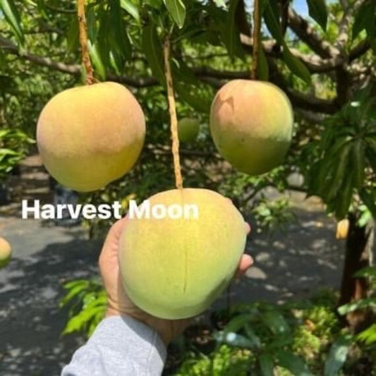 HARVEST MOON Mango Tree