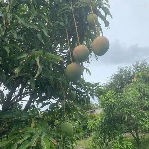 HARVEST MOON Mango Tree