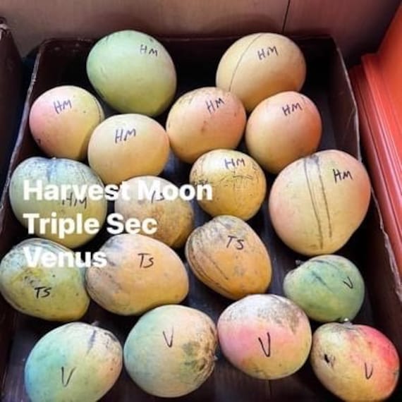 VENUS Mango