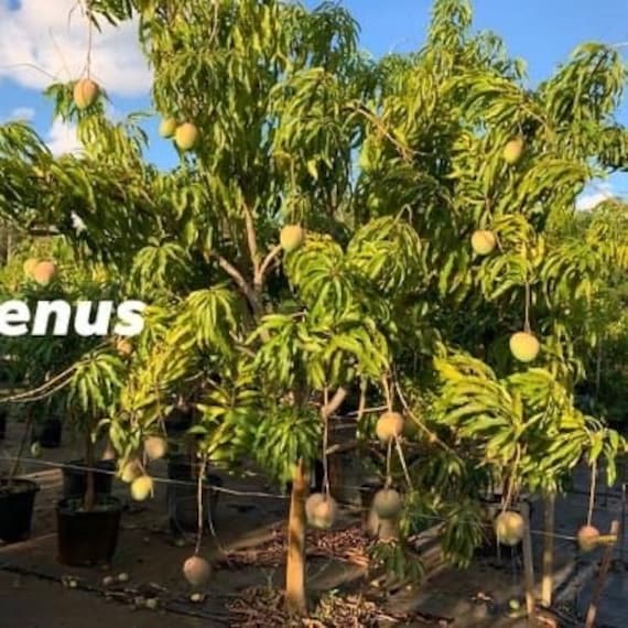 VENUS Mango