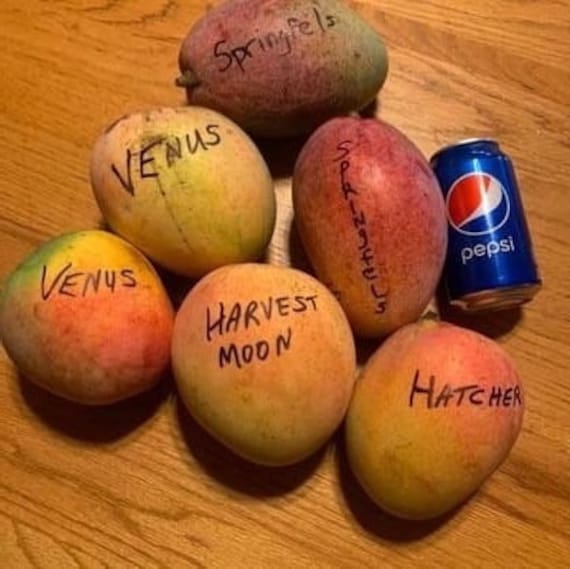 VENUS Mango