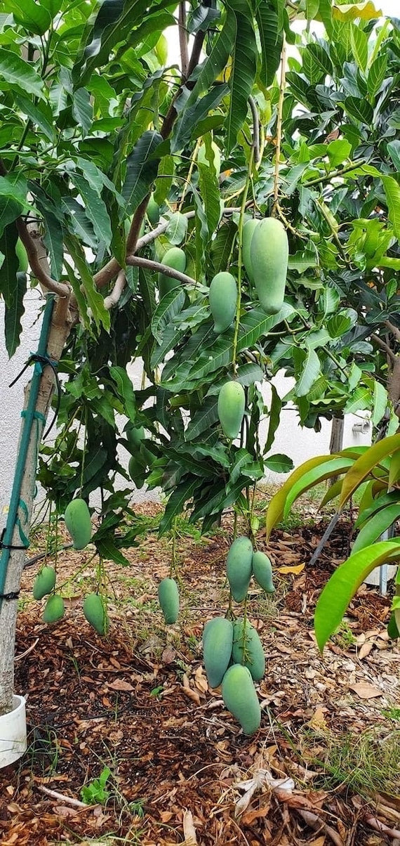 PRAM KAI MEI Thai Mango Tree