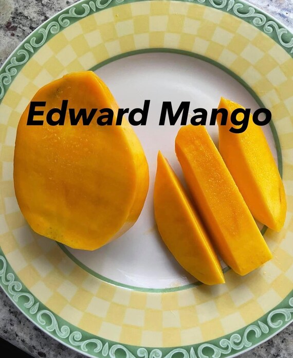 EDWARD Mango Tree