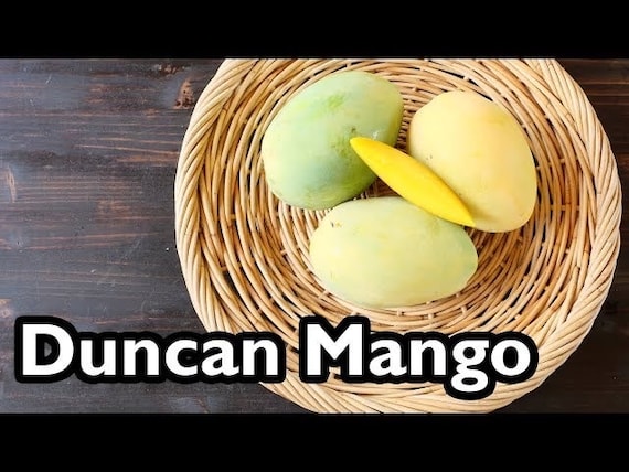 DUNCAN Mango Tree