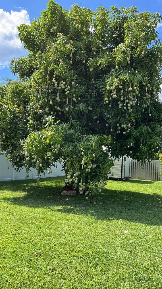 DUNCAN Mango Tree