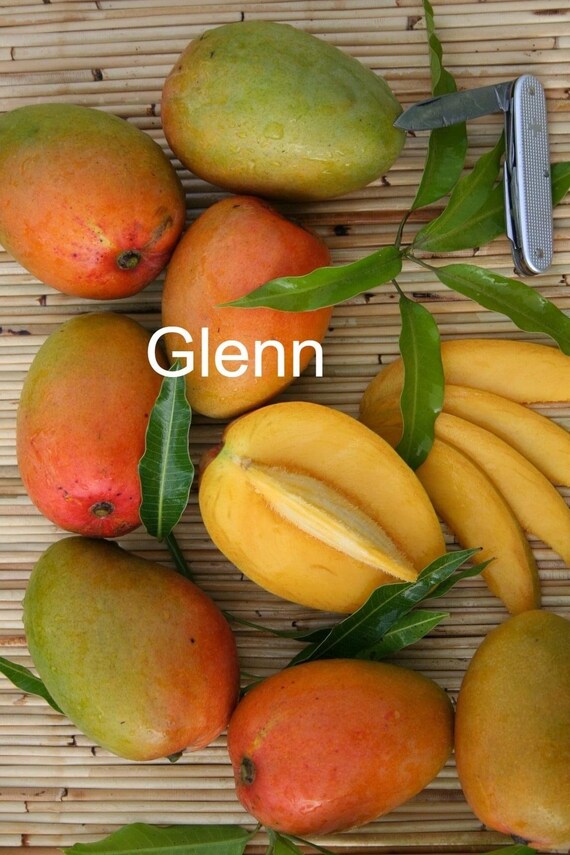 GLENN Dwarf Mango Tree