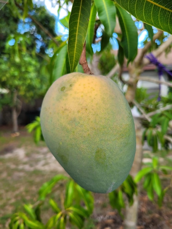 GLENN Dwarf Mango Tree