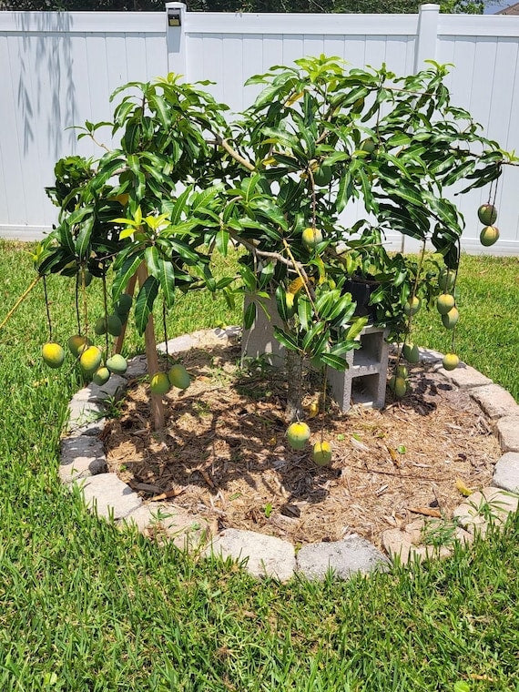 GLENN Dwarf Mango Tree