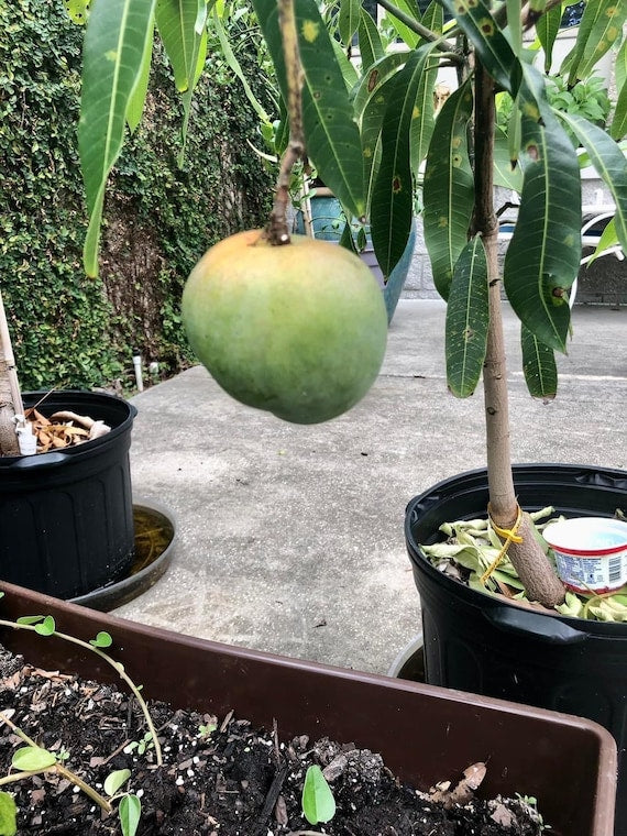 DWARF HAWAIIAN Mango Tree