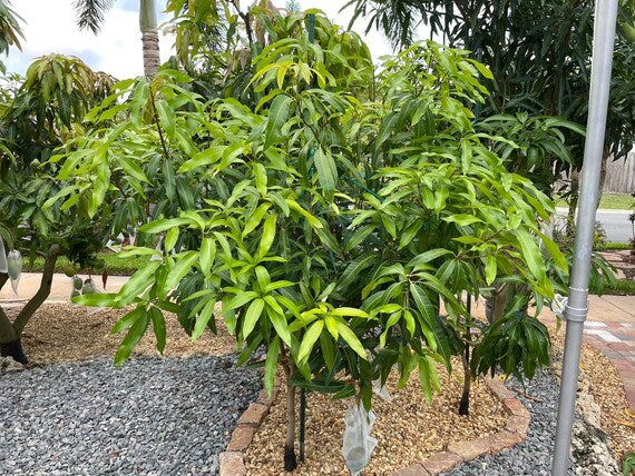 DWARF HAWAIIAN Mango Tree