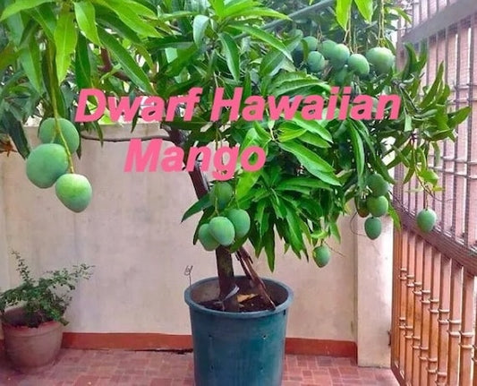 DWARF HAWAIIAN Mango Tree