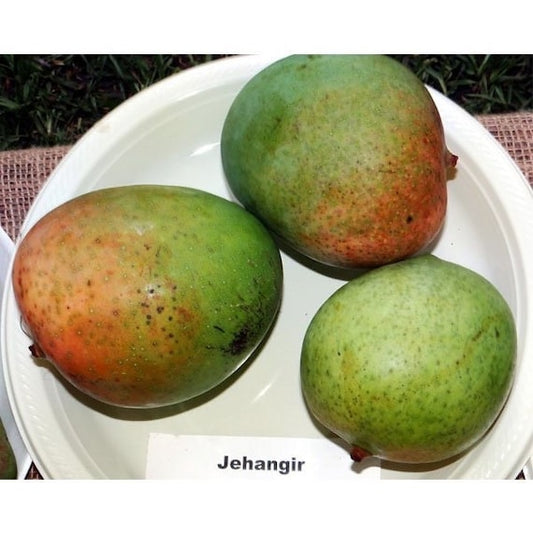 Dwarf JAHANGIR (Jehangir) Indian Mango Tree