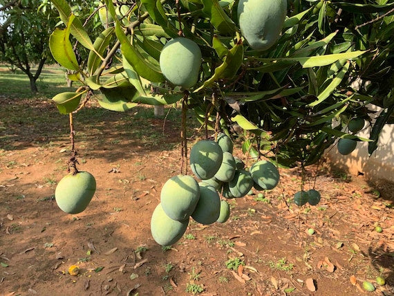 Dwarf NEELUM (Neelam) Indian Mango Tree