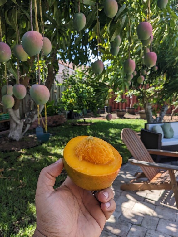 BOMBAY Jamaica Mango Tree