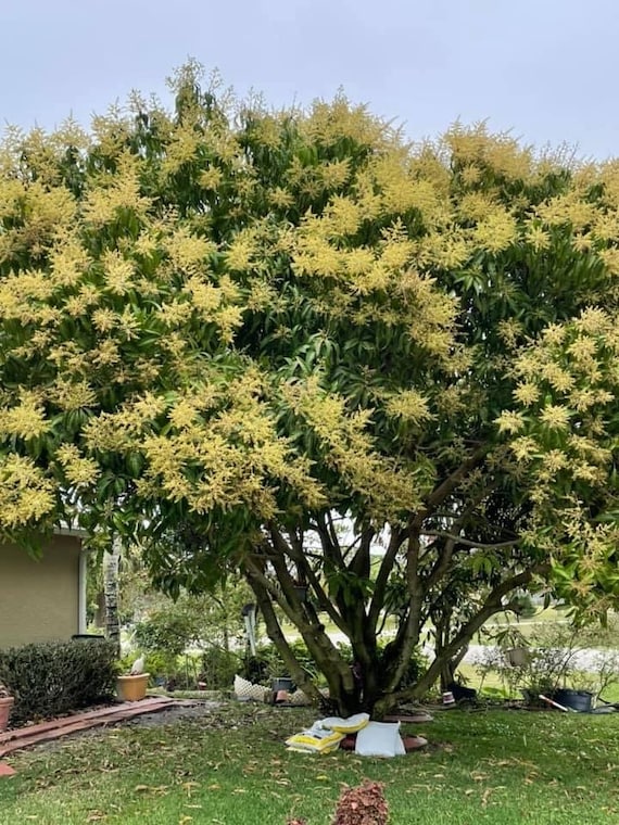 BOMBAY Jamaica Mango Tree