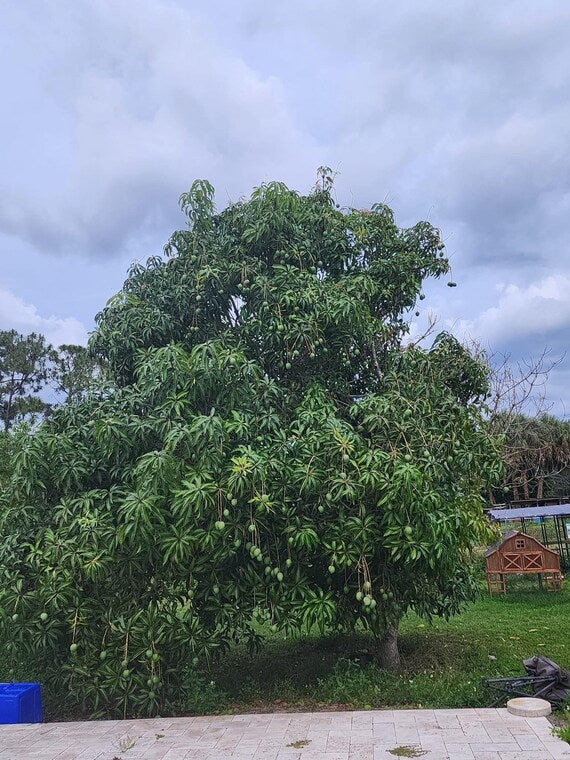 BOMBAY Jamaica Mango Tree