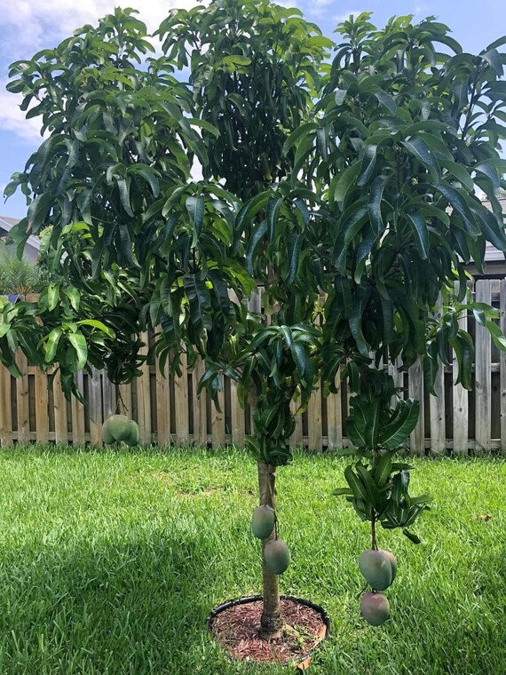 ORANGE ESSENCE Mango Tree