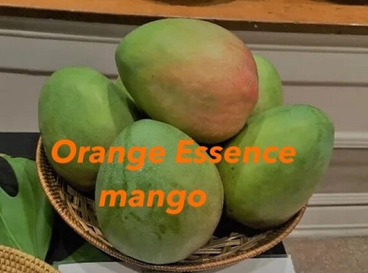 ORANGE ESSENCE Mango Tree