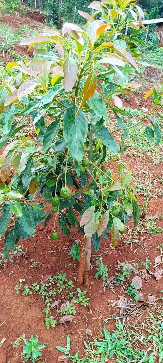 Dwarf SUPER HASS Avocado Tree