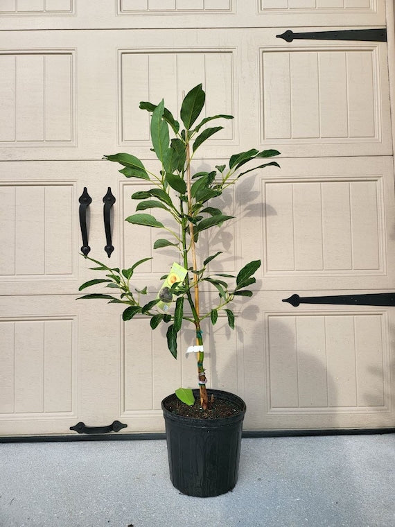 HASS Avocado Tree