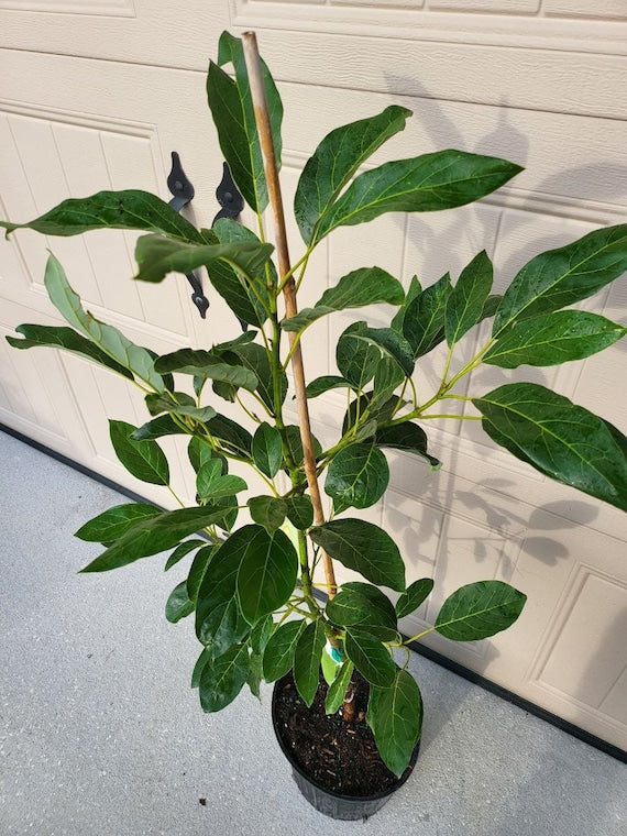 Dwarf SUPER HASS Avocado Tree