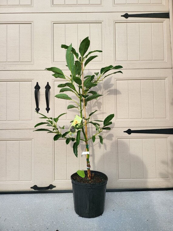 Dwarf SUPER HASS Avocado Tree