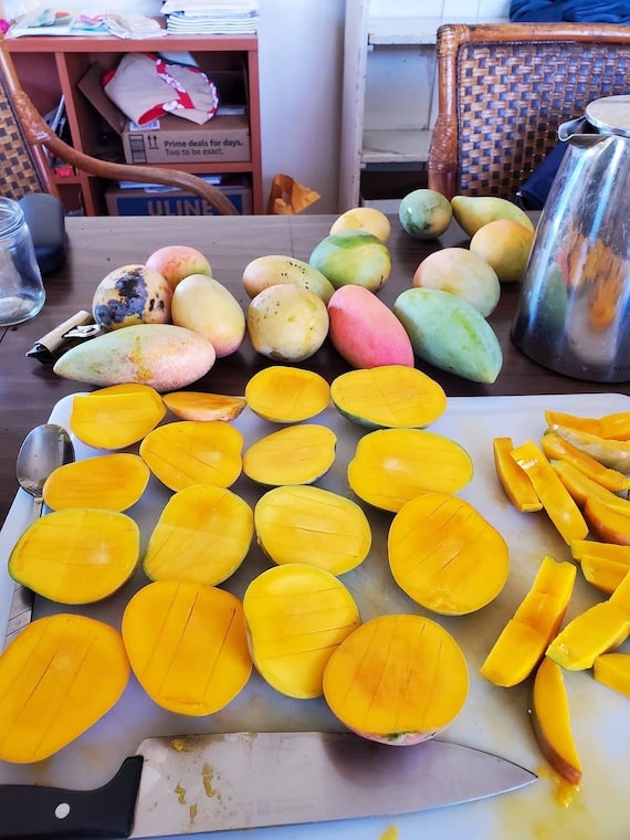 WHITE PIRIE Mango Tree