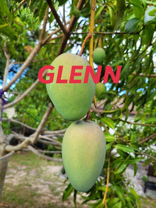 GLENN Dwarf Mango Tree