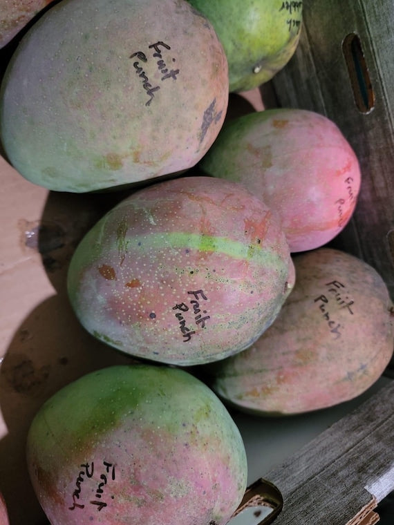 FRUIT PUNCH MANGO Tree