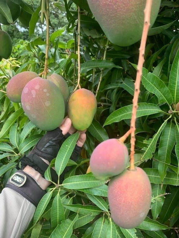 Dwarf COGSHALL Mango Tree