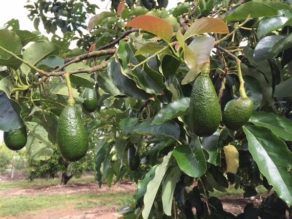 NISHIKAWA Avocado Tree