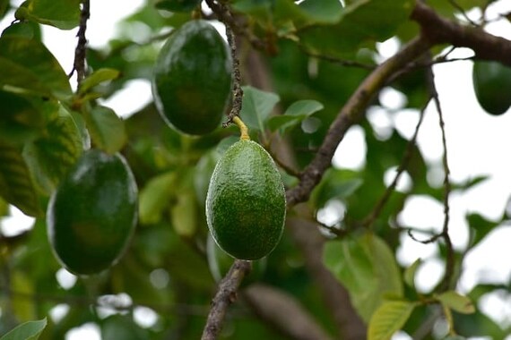 CHOQUETTE Avocado Tree