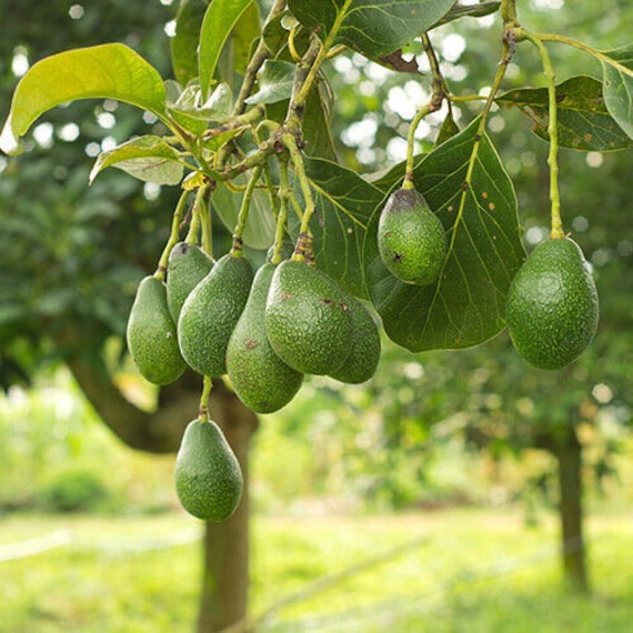 LULA Avocado Tree