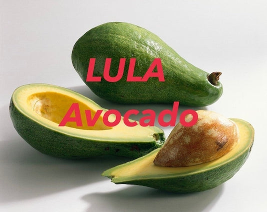 LULA Avocado Tree