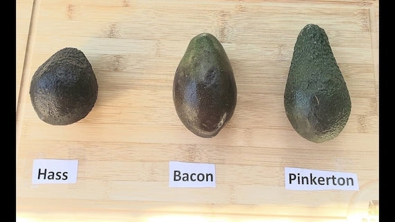 BACON Avocado Nice Fruit Tree