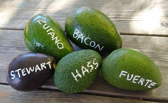 BACON Avocado Nice Fruit Tree