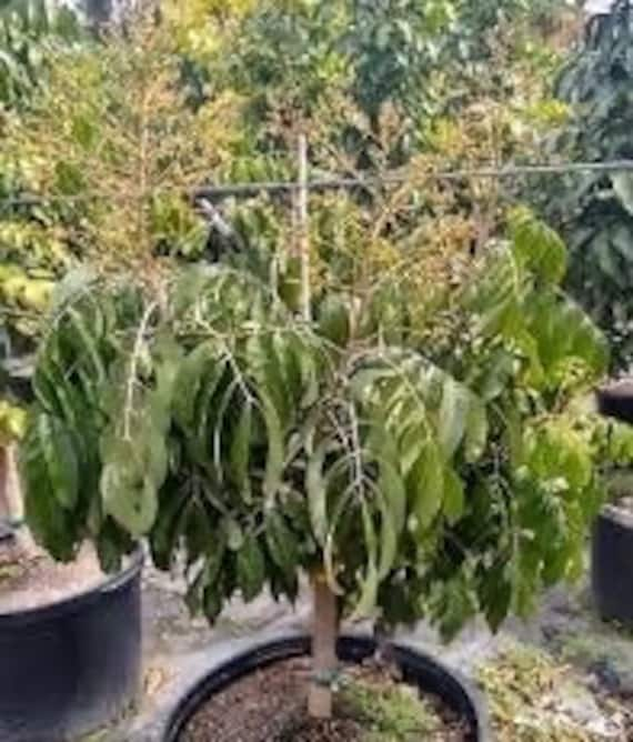 SRI-CHOMPOO LONGAN Fruit Tree. Nhãn hạt tiêu siêu nhỏ