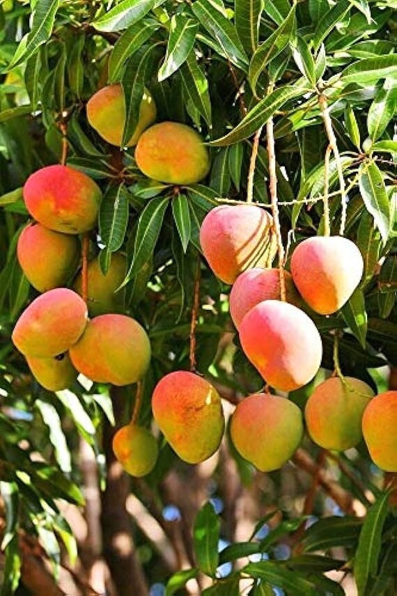 Dwarf NEELUM (Neelam) Indian Mango Tree