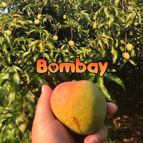 BOMBAY Jamaica Mango Tree