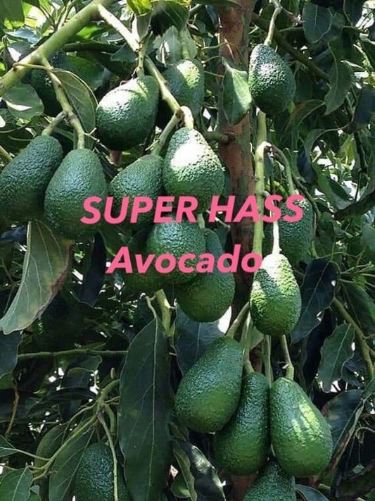 Dwarf SUPER HASS Avocado Tree