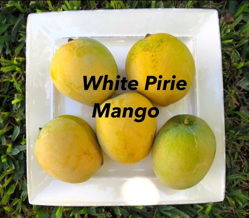 WHITE PIRIE Mango Tree – iGreenThumb