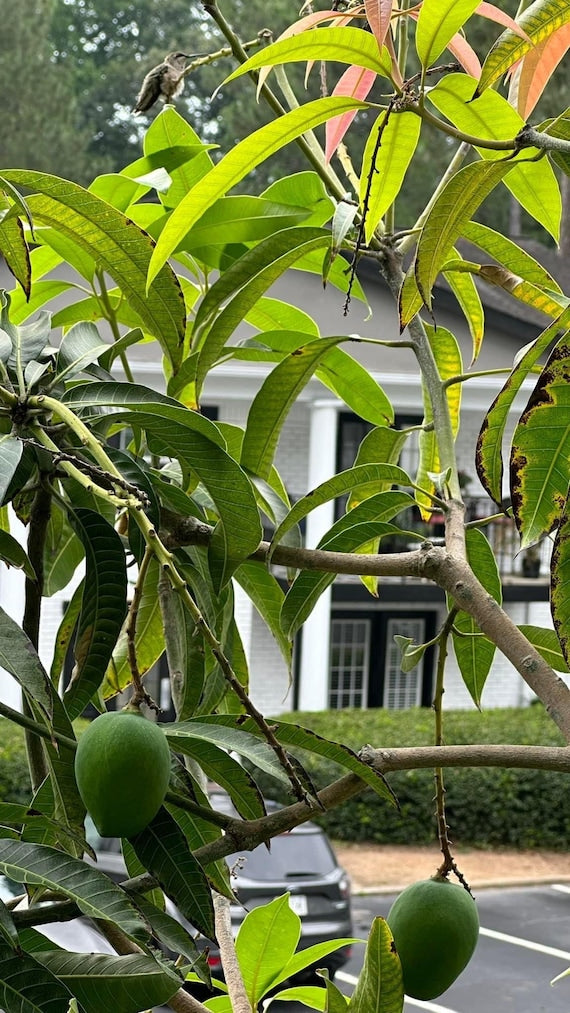 WHITE PIRIE Mango Tree