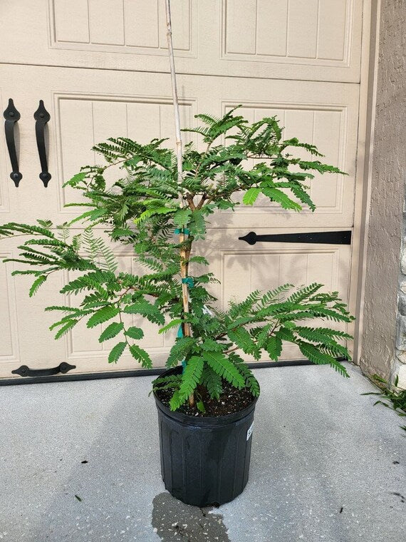 SWEET THAI TAMARIND Tree. (Tamarindus indica)