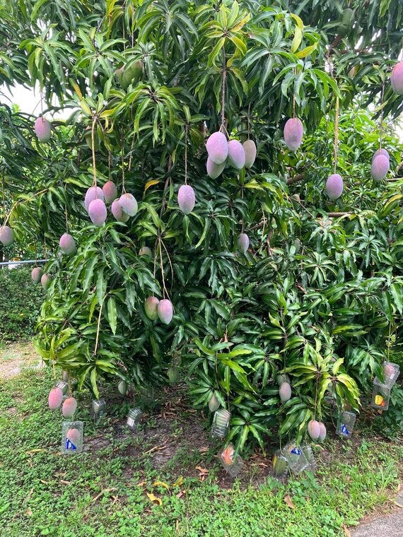 Dwarf COGSHALL Mango Tree