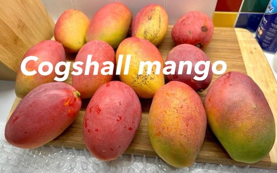 Dwarf COGSHALL Mango Tree