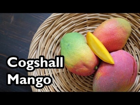 Dwarf COGSHALL Mango Tree