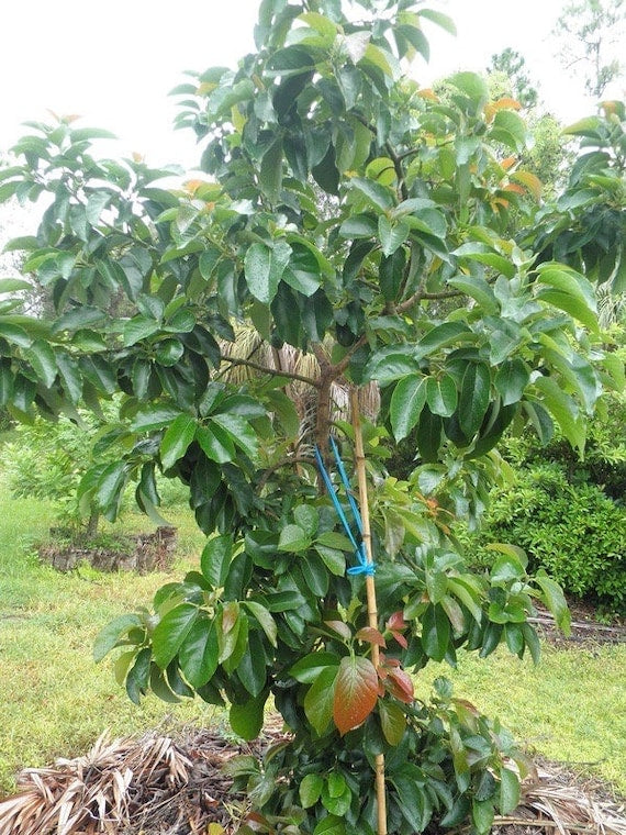 NISHIKAWA Avocado Tree