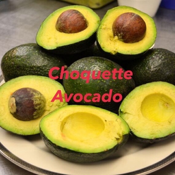 CHOQUETTE Avocado Tree