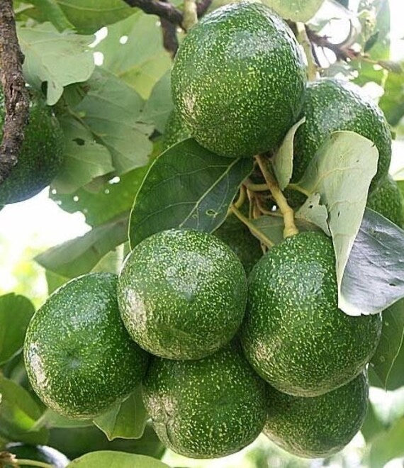 CHOQUETTE Avocado Tree