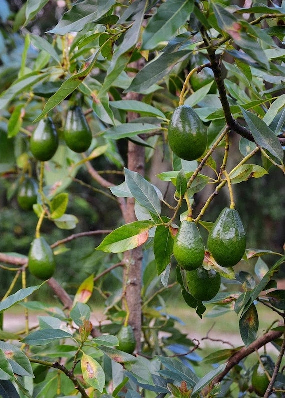 BROGDON Avocado Fruit Tree